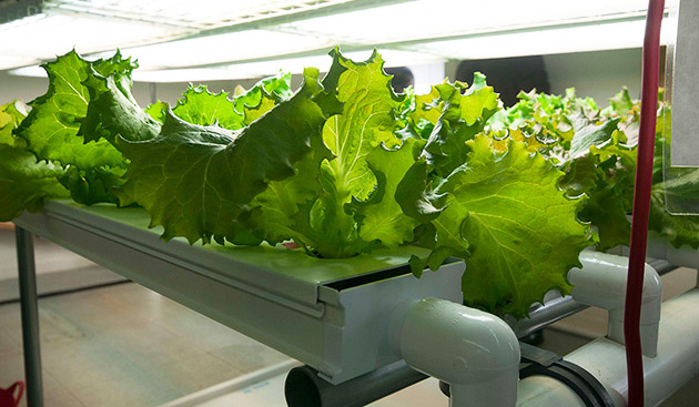 buy hydroponic products canada